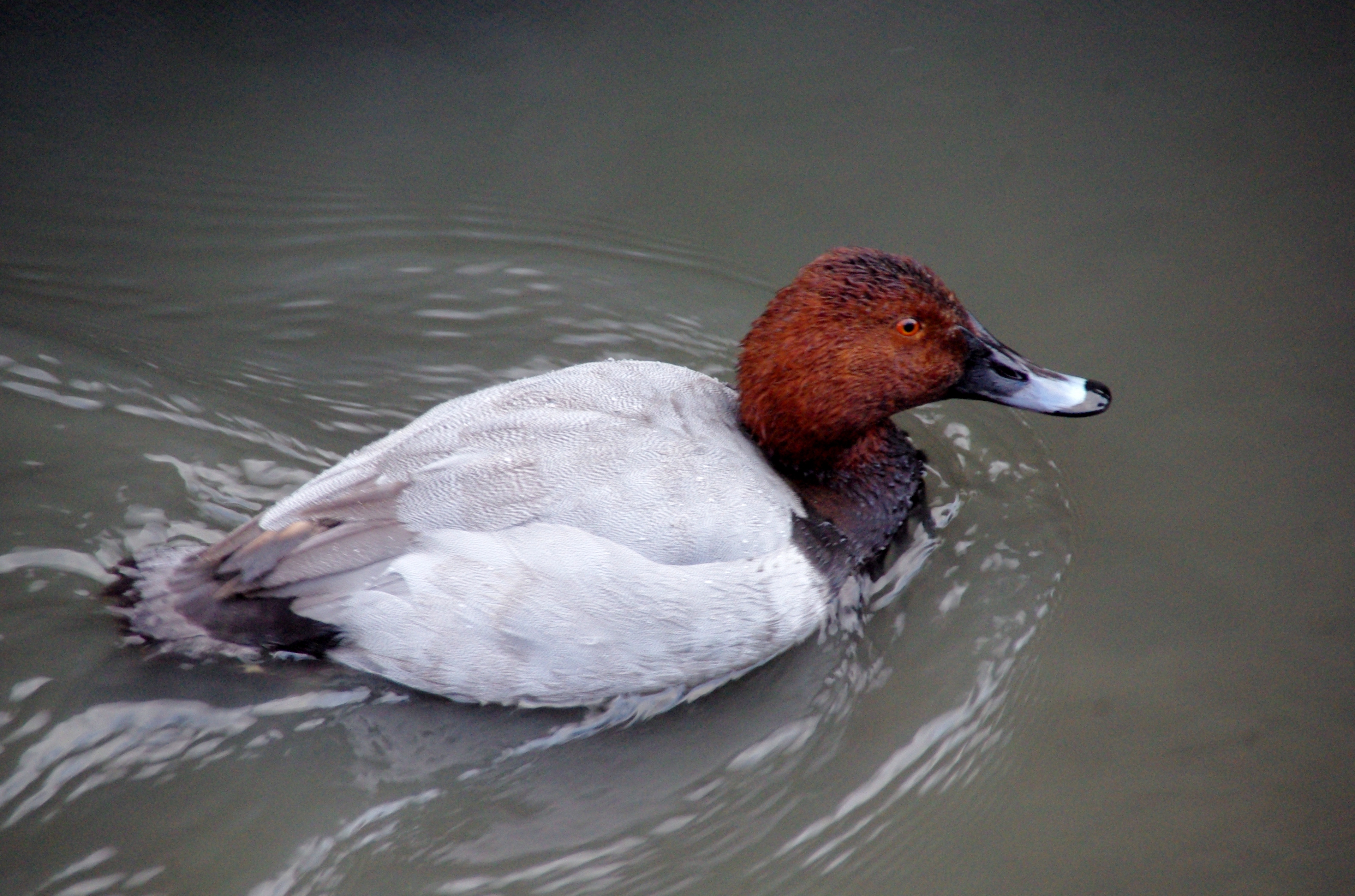 Fuligule milouin (Common pochard, Aythya ferina), mâle en plumage d'hiver, Dépôt 54, Réserve Naturelle de Mont Bernanchon, Hauts de France.